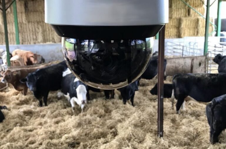 Livestock monitoring camera overlooking cattle in a barn