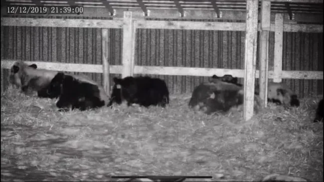 Actual night-vision frame from Country Guard’s calving camera demo